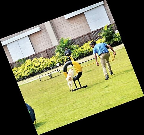 500 dog breeds, 100 cat breeds to visit city soon