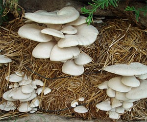 The search into livelihood strategies for the surrendered maoists eventually led to create a sort of an agro-based cottage industry through mushroom cultivation.
