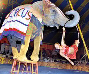 Ireland to ban wild animals in circuses from January 1.