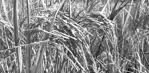 Local variety of paddy unaffected by pests at Katapali village in Bargarh district | Express