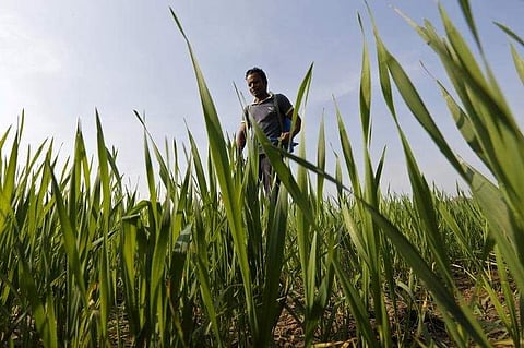A farmer spraying pesticide. (File Photo)