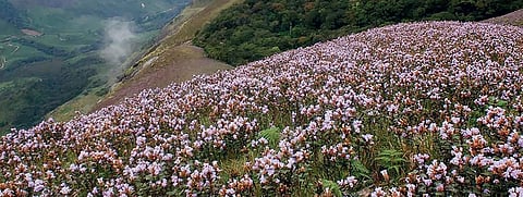 Cancellation of titles revives hopes for Kurinji sanctuary