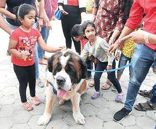 A Saint Bernard dog attracts visitors at Petex at HICC in Hyderabad on sunday | Sayantan ghosh