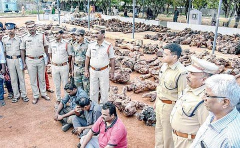 The seized red sanders root stumps and arrested smugglers being presented at  AR Grounds in Tirupati on Thursday | Express