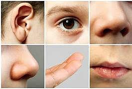 Senses are like a beautiful organisation