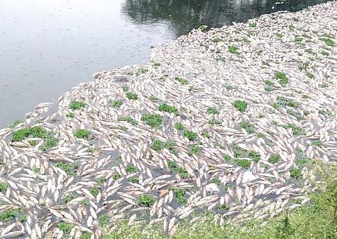 Fish found dead in Dubasipalya Lake near Kengeri Satellite Town I express