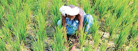 Agriculture officials are spreading the message through social media