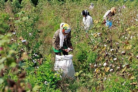 The bollworm infestation has occurred even as Indian farmers have adopted genetically-modified seeds known as Bt cotton that are resistant to the pest but the bollworms are now developing resistance. (Reuters File Photo)