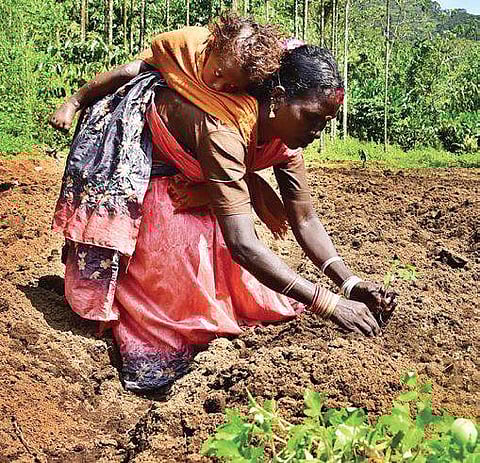 A woman plants a sapling | ALBIN MATHEW