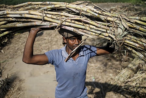 Punjab Cabinet today decided to increase the SAP of sugarcane by Rs 10 per quintal |Reuters