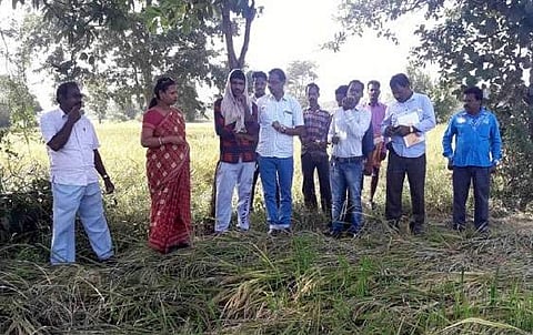 A team of experts from Agriculture department and Bargarh Tehsildar Pratibha Dora visiting the affected farm land | Express