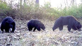 Bears captured by a camera trap in Bhadra Wildlife sanctuary