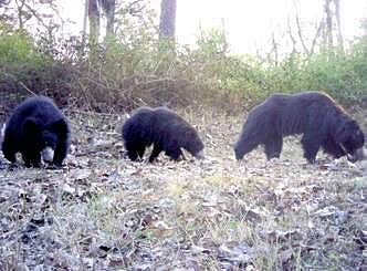 Bears captured by a camera trap in Bhadra Wildlife sanctuary| ullas karanth