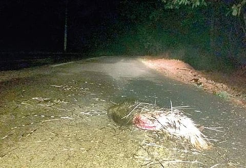 The porcupine, which was killed in an accident on Aurad-Sadashivgad near Joida of Uttara Kannada district recently