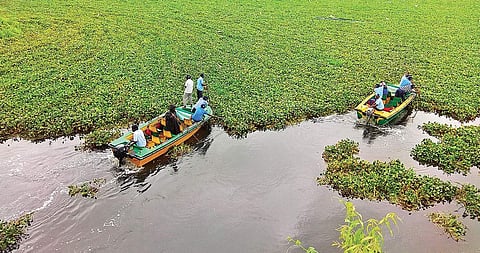 PWD officials in two motorised boats remove a thick carpet of water hyacinth from a canal in Dharmapuri on Sunday. The blanket of invasive species is obstructing free flow of water. 