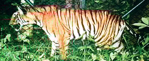 The tiger caught on a CCTV camera in the vicinity of Jungle Lodges in Kabini