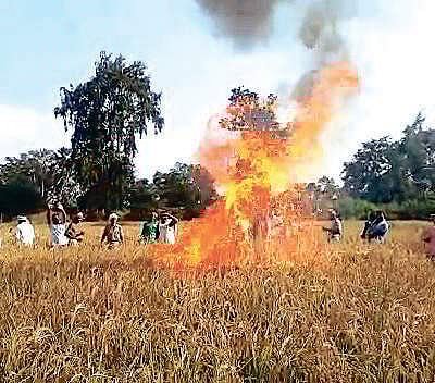 ‘Reducing role of agri-extension leaving farmers high and dry’