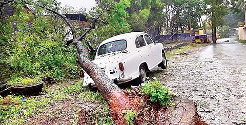 Uprooted by the cyclone, a tree fell on a car at Sungankadai near Nagercoil in Kanniyakumari district on Thursday. (Express Photo | Lingam)