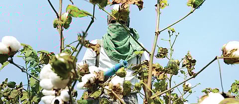 Experts blame pest attacks on moisture, crop canopying, high humidity and hypersensitivity, which are caused due to the changes in monsoon pattern, Crops planted in mid-August have reached a height of 5-6 feet. When the farmers spray chemicals on these ta