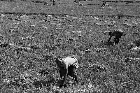 Farmers busy gathering harvested paddy stalks to shift to safer place at Randapalli village in Jeypore | PaRESH RATH