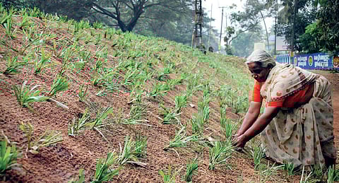 The grass is being planted on a coir geotextile paving at Vadakkekkara panchayat in Paravur by an NREGA worker. Chief Minister Pinarayi Vijayan inaugurated the project  | K Shijith