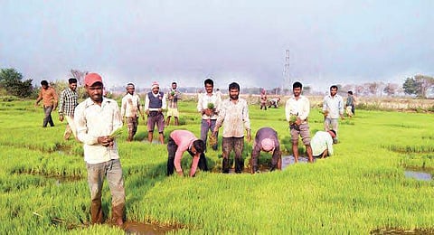Labourers working on a  paddy farm in Nizamabad on Tuesday | Express Photo