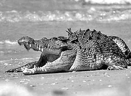 Crocodile sighted at Andaman beach, triggers panic