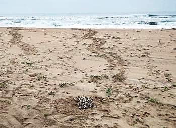 The damaged turtle eggs which were found on the shore near Marakkanam on Sunday | Express