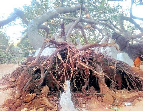 The famous banyan tree Pillalamarri, which came crashing down, in Mahbubnagar | Express