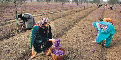 The saffron crop has been poor this year as Kashmir got no rainfall after August 13 | Abid bhat