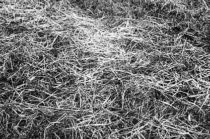 A thin layer of ice in Daringbadi | Express