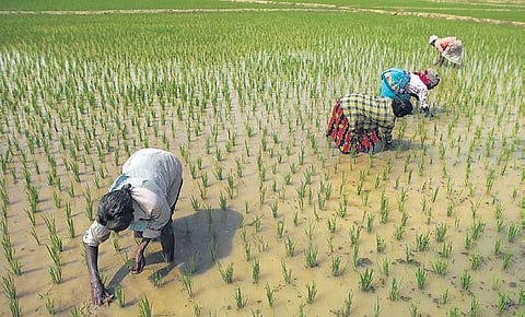 Kurichiyas have traditional lifestyle and agricultural practices