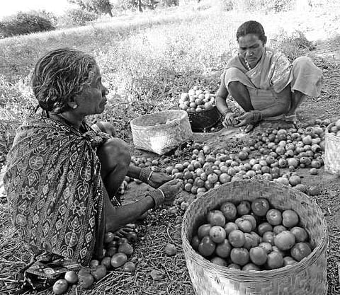 Tribal women checking their harvested tomatoes before sale in a farm field at Digaput village in Koraput district | PARESH RATH