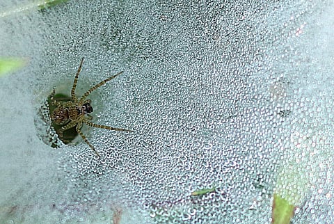 Image used for representation (EPS | TP Sooraj)