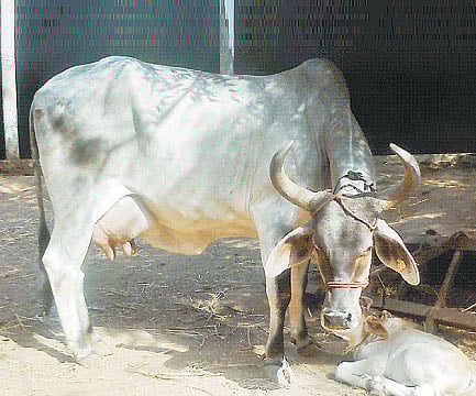 Representational image. The cow shelter along the Mathura Highway.