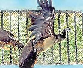 Cyclone-ravaged Vizag zoo to get fresh lease of life