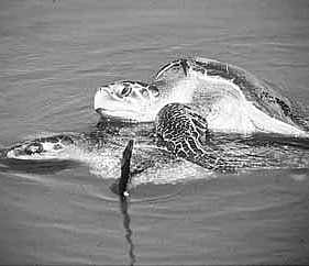 DRDO to turn off lights for Olive Ridley sea turtles