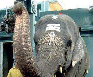 Elephant Lakshmi at the Manakula Vinayagar temple | Express