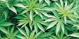 Sleuths seize 292 kg of Sheelavathi variety ganja