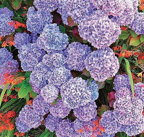 Hitchhiker’s guide to gardening