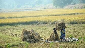 Women farmers lifting paddy from a paddy field near Naraj in Cuttack district on Tuesday 