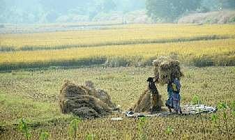 Women farmers lifting paddy from a paddy field near Naraj in Cuttack district on Tuesday | EXPRESS