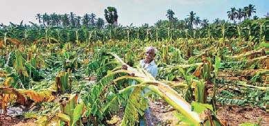 The government has sanctioned a total relief package of Rs 498.8 crore, benefiting 5,18,783 farmers across 18 districts