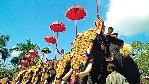 Temple elephants in Kerala
