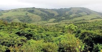 Coffee plantation in Masagali Reserve Forest, in Chikkamagaluru | Express