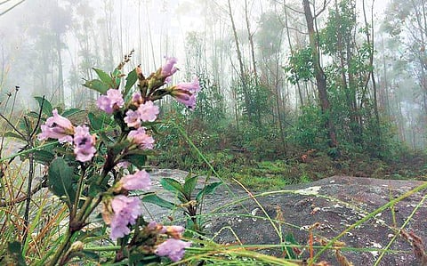 Neelakurinji plants bloom at Kottakkamboor area of Kurinjimala sanctuary