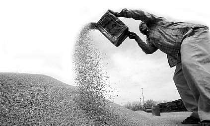 After delay, paddy transplantation gains momentum in Odisha