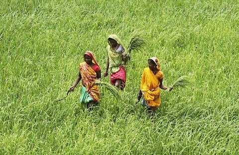 Odisha: Sundargarh goes crop diversification way for sustainable agriculture