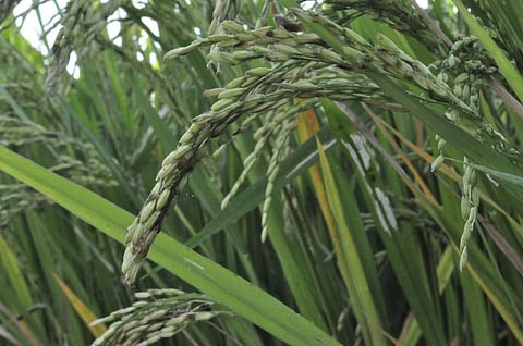 A picture of strands of paddy in one of the paddy field in a village. (Photo: Abraham Richard/New Indian Express)