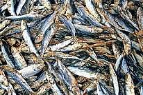 Good old ‘Sukhua’ now poison for palate